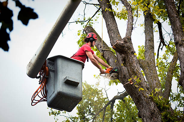 Best Tree Removal Services  in Granger, WA